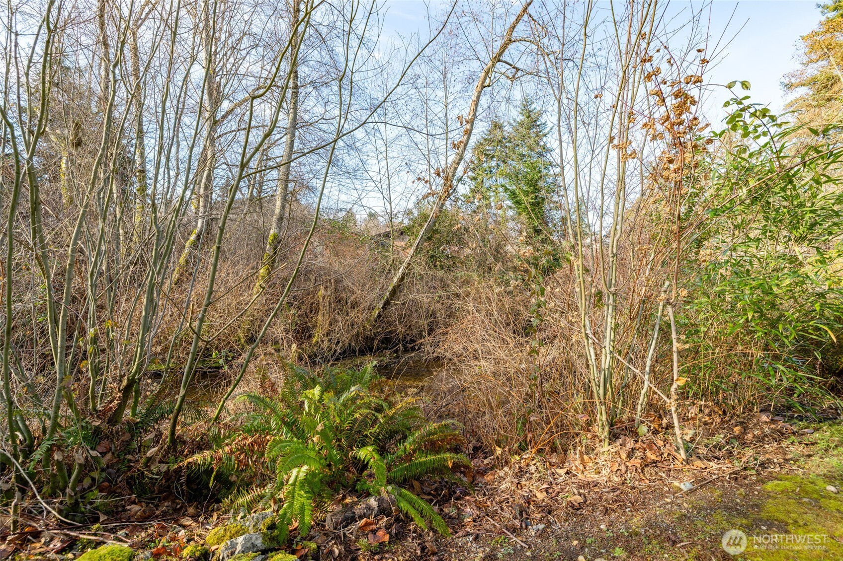 2408 148th Street Southwest Lynnwood, WA 98087 - Photo 38 of 40 a view of a yard with plants and tree