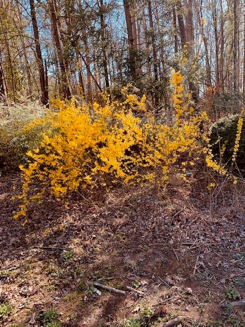 445 Mt Herman Road Hudson, NC 28638 - Photo 42 of 43 Gallery Image 42