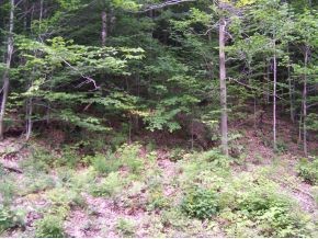 Lot#2 Boro Hill Road Bristol, VT 05469 - Photo 1 of 1 Gallery Image 1