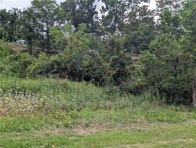 a view of a lush green forest