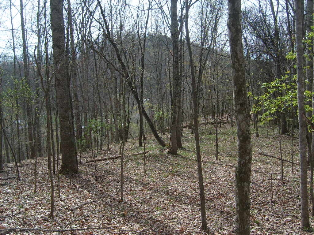 Buckeye Road Renick, WV 24966 - Photo 2 of 16 Gallery Image 2