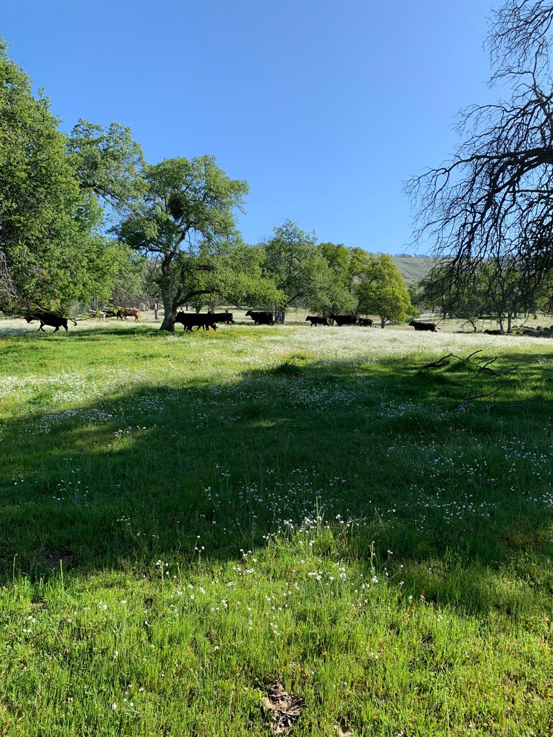 0 Trimmer Springs Road Sanger, CA 93657 - Photo 16 of 17 Gallery Image 16