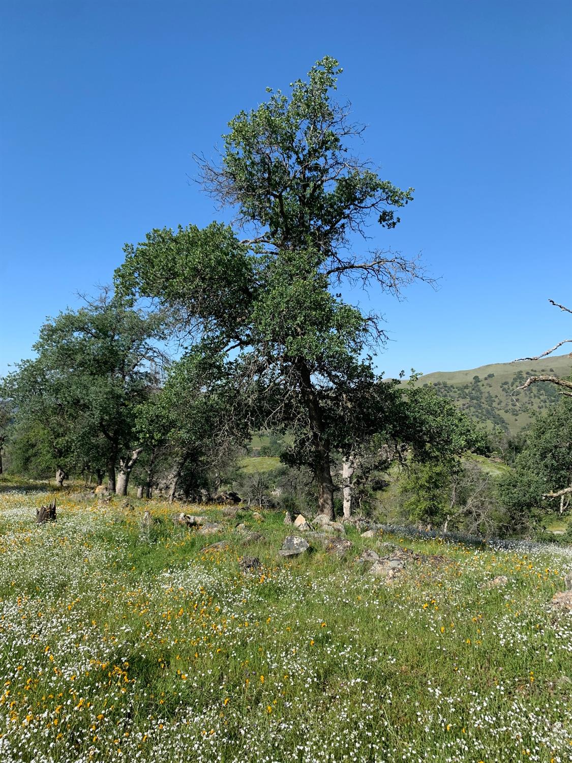 0 Trimmer Springs Road Sanger, CA 93657 - Photo 17 of 17 Gallery Image 17