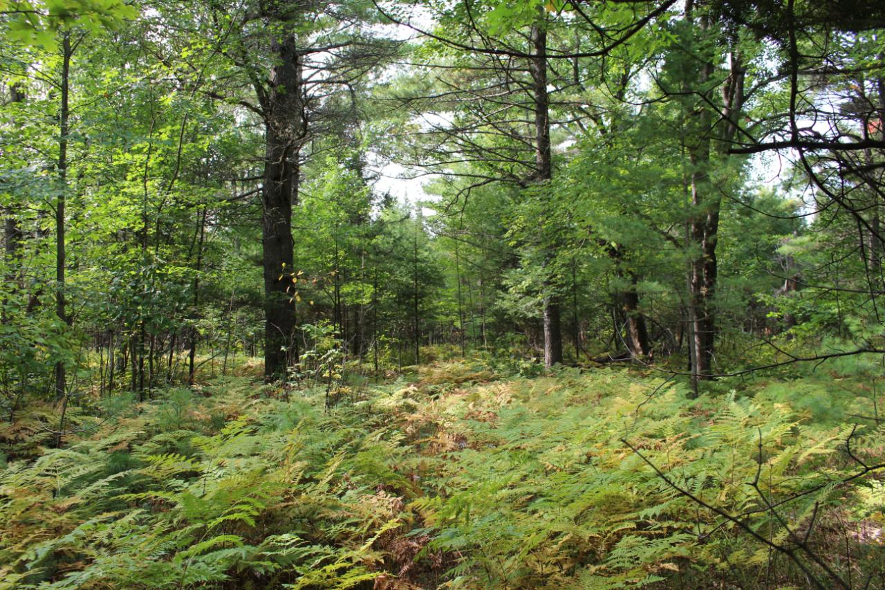 On Hibanks Road, Unit 6 3 ACRES Conover, WI 54519 - Photo 8 of 17 Gallery Image 8