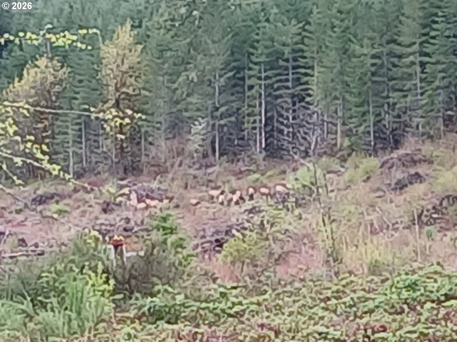 21542 Highway 126 Noti, OR 97461 - Photo 13 of 14