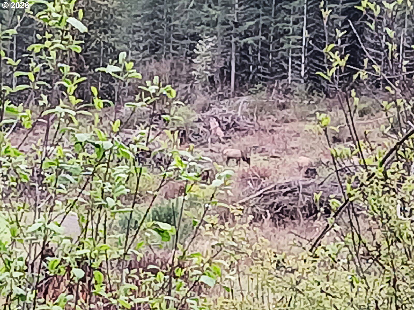 21542 Highway 126 Noti, OR 97461 - Photo 14 of 14