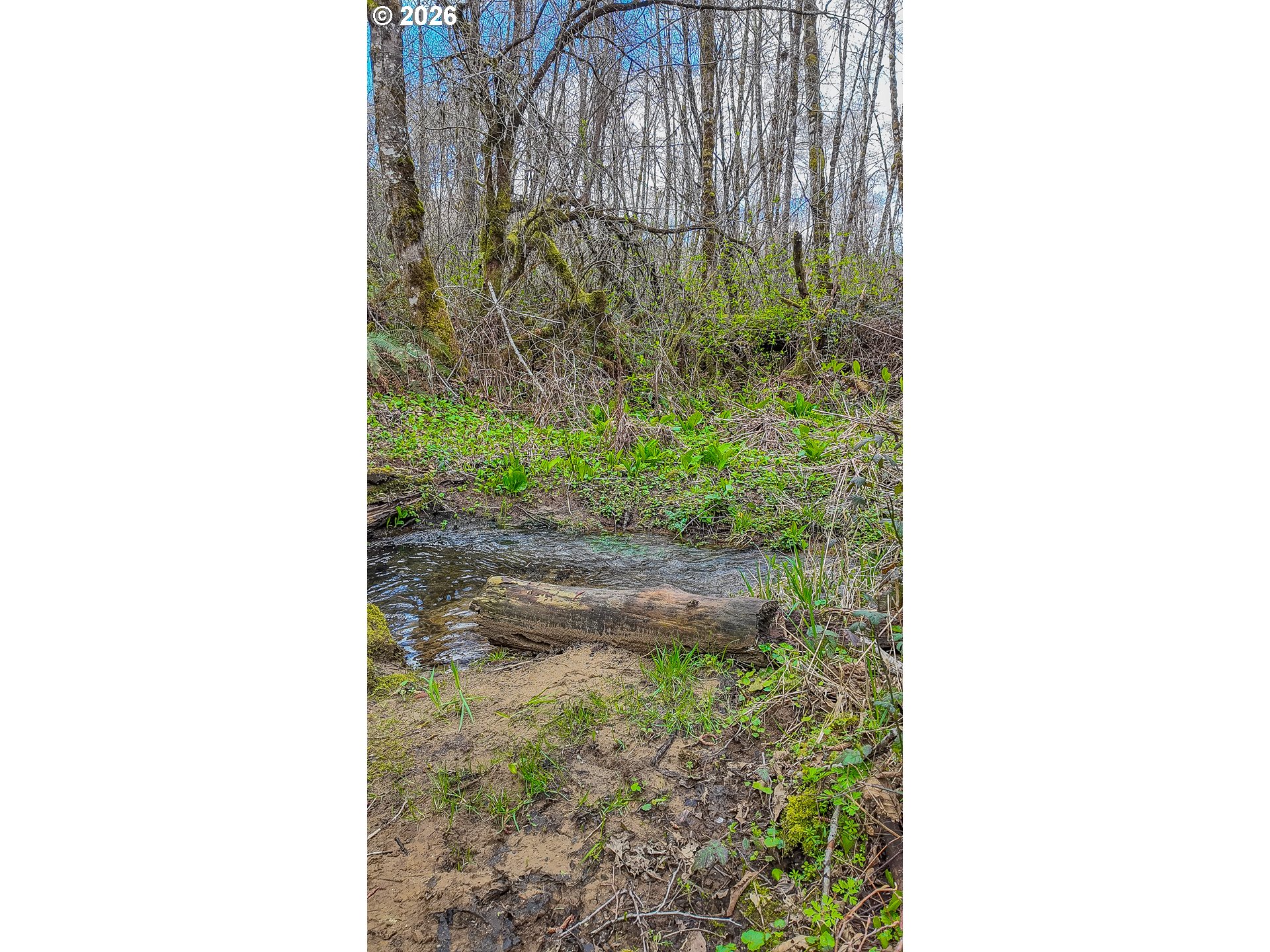 21542 Highway 126 Noti, OR 97461 - Photo 7 of 14