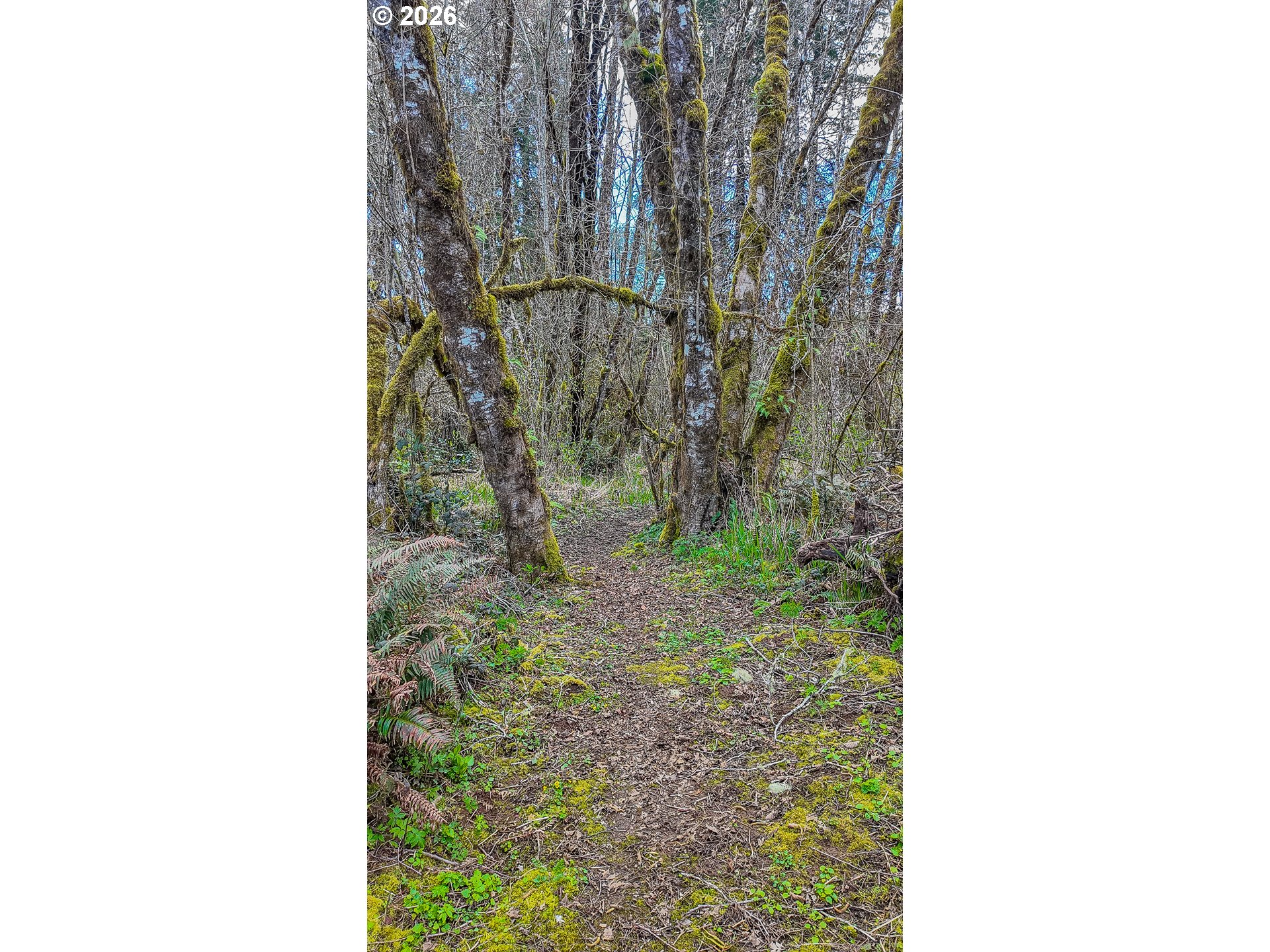 21542 Highway 126 Noti, OR 97461 - Photo 9 of 14