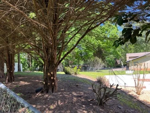 a view of a backyard with large trees