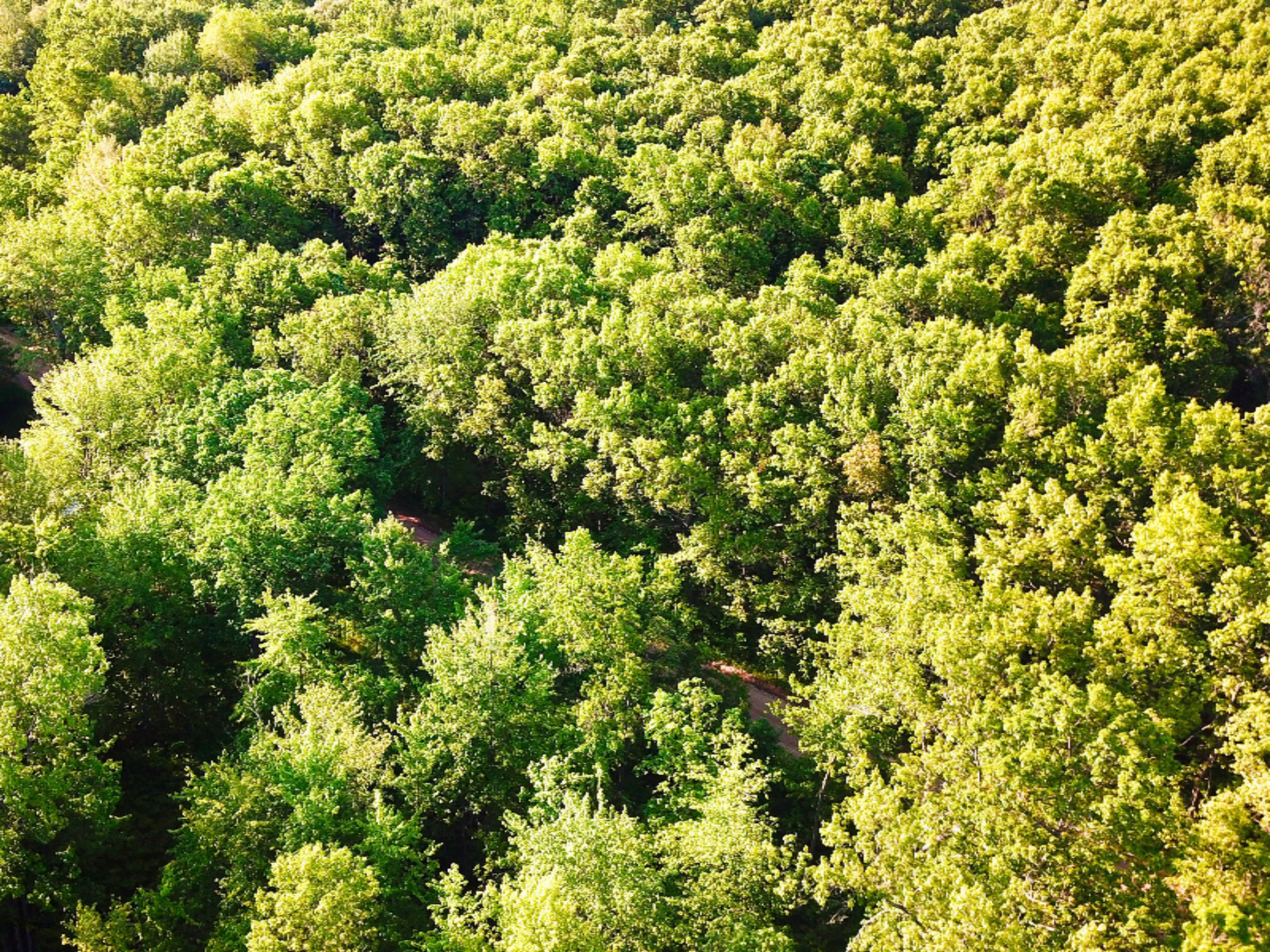 Tbd Harding Road Barryton, MI 49305 - Photo 4 of 10 DJI_0408