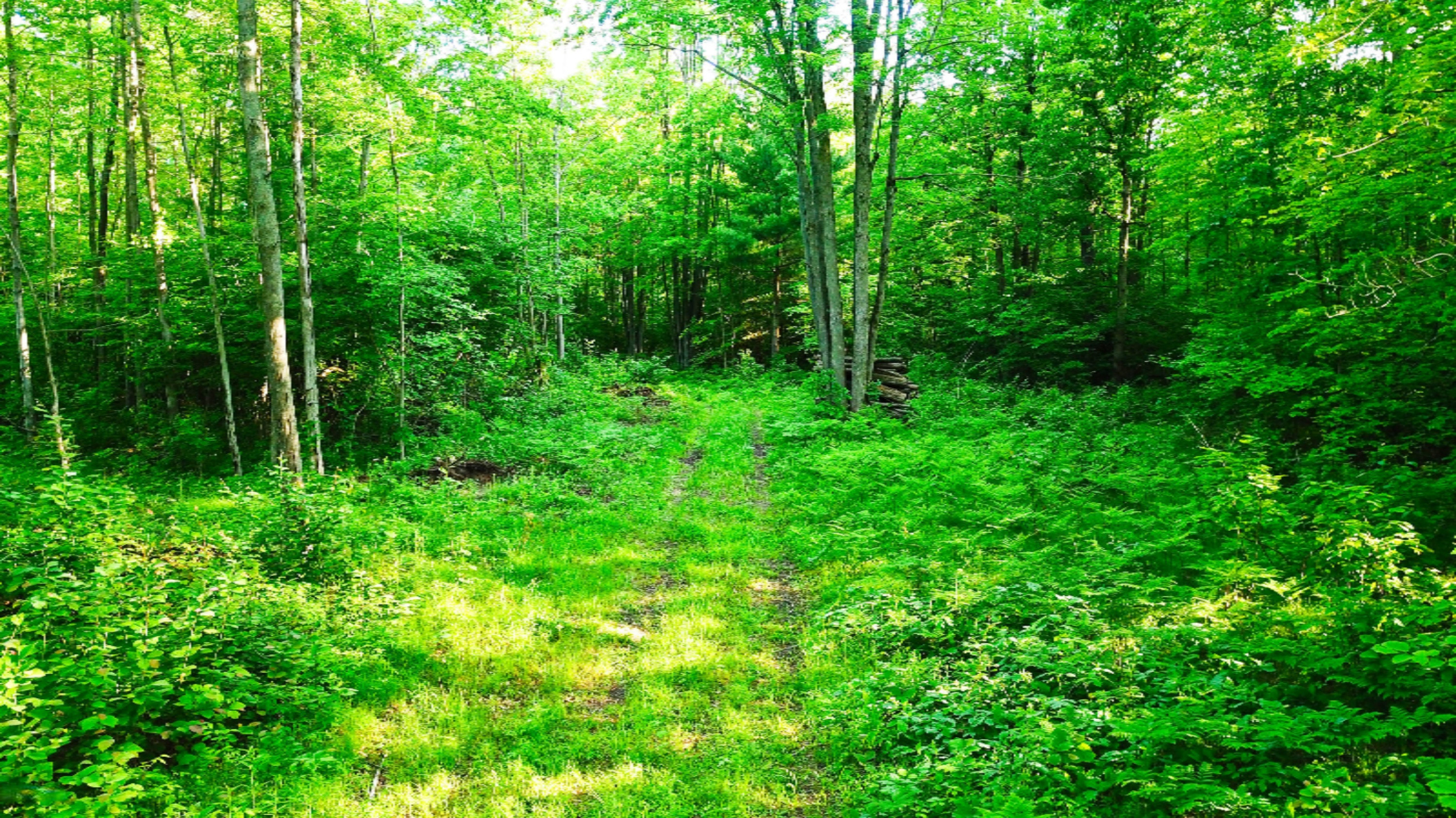 Tbd Harding Road Barryton, MI 49305 - Photo 5 of 10 DJI_0409