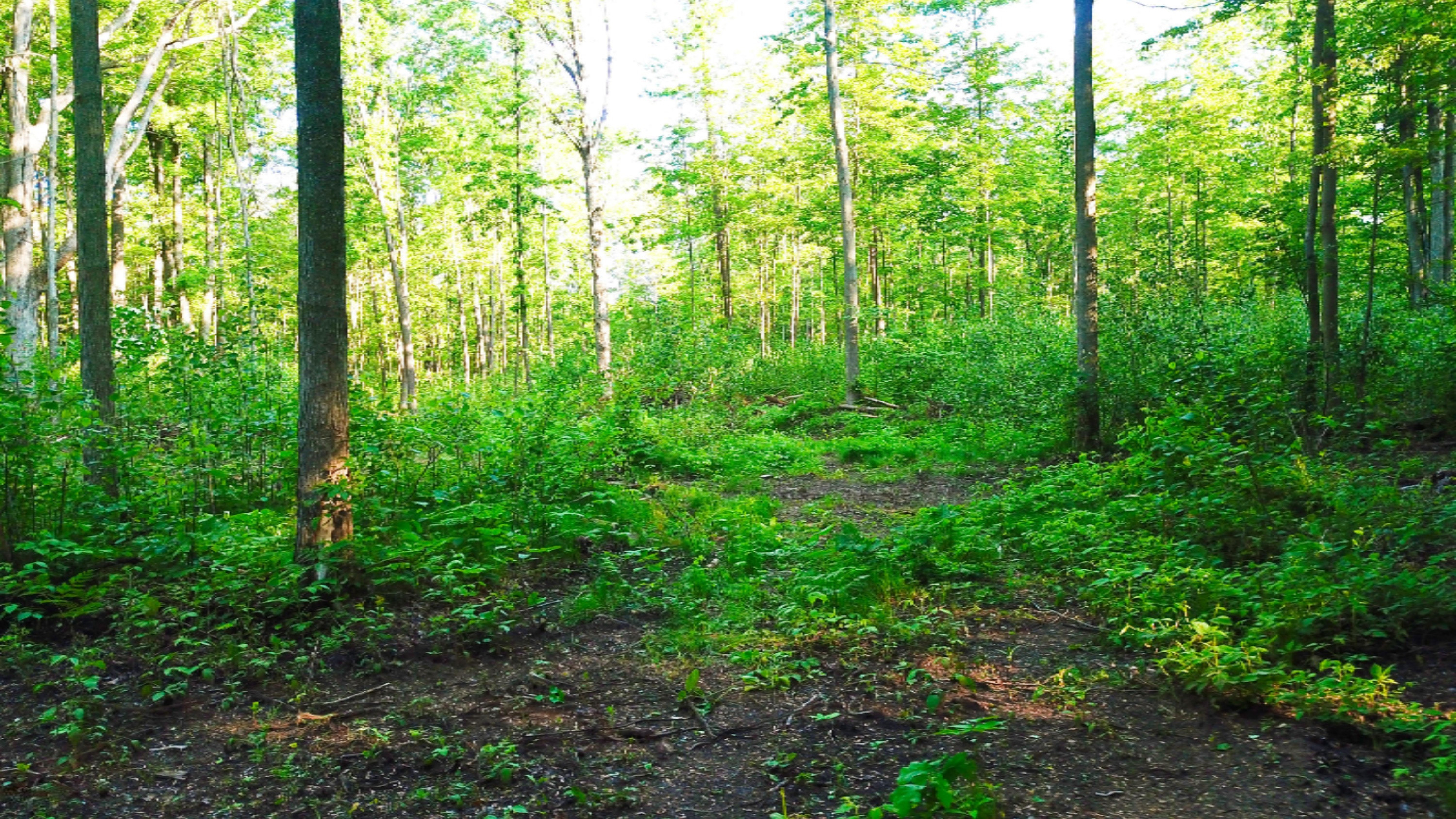 Tbd Harding Road Barryton, MI 49305 - Photo 8 of 10 DJI_0412