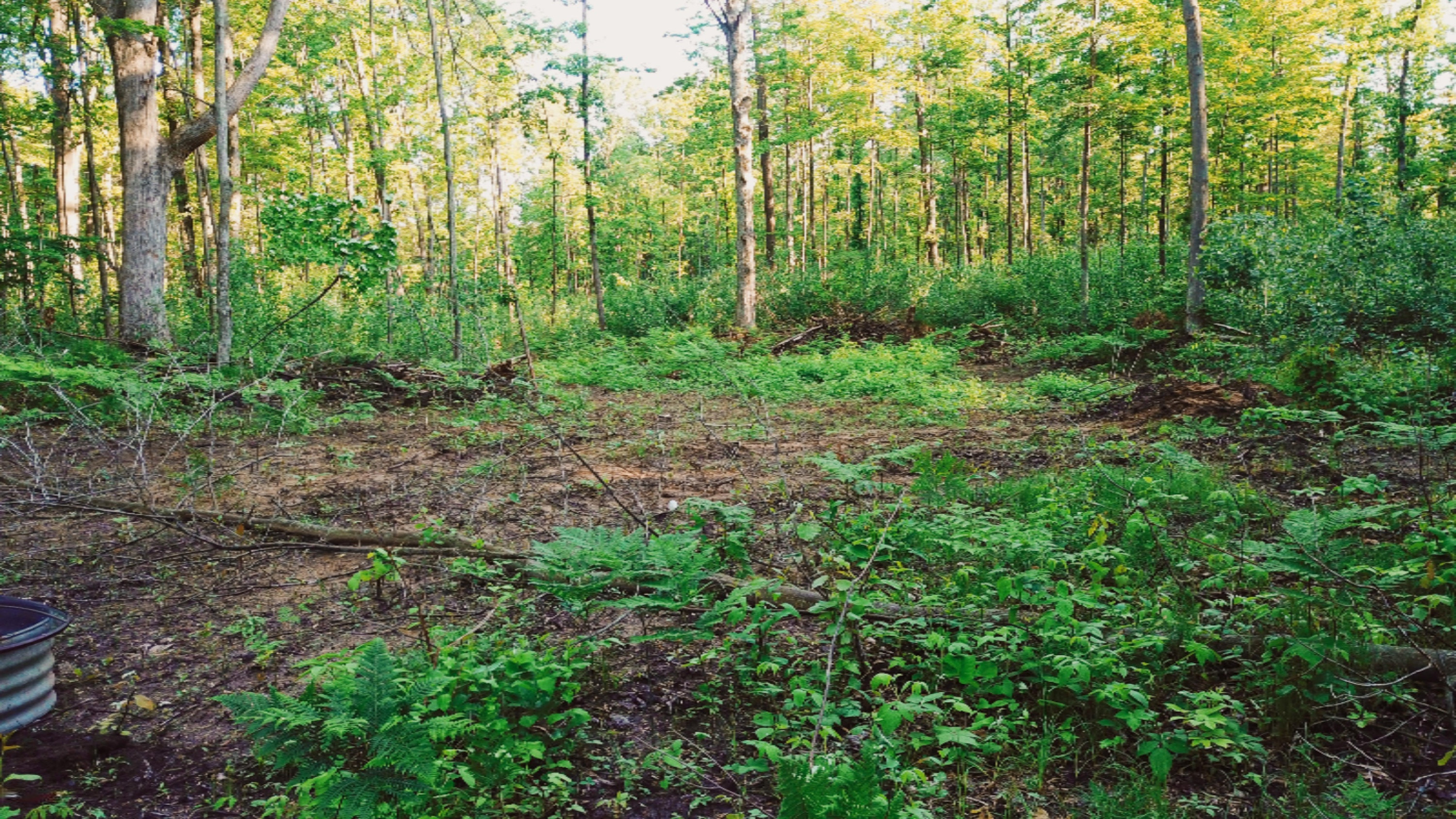 Tbd Harding Road Barryton, MI 49305 - Photo 10 of 10 DJI_0414
