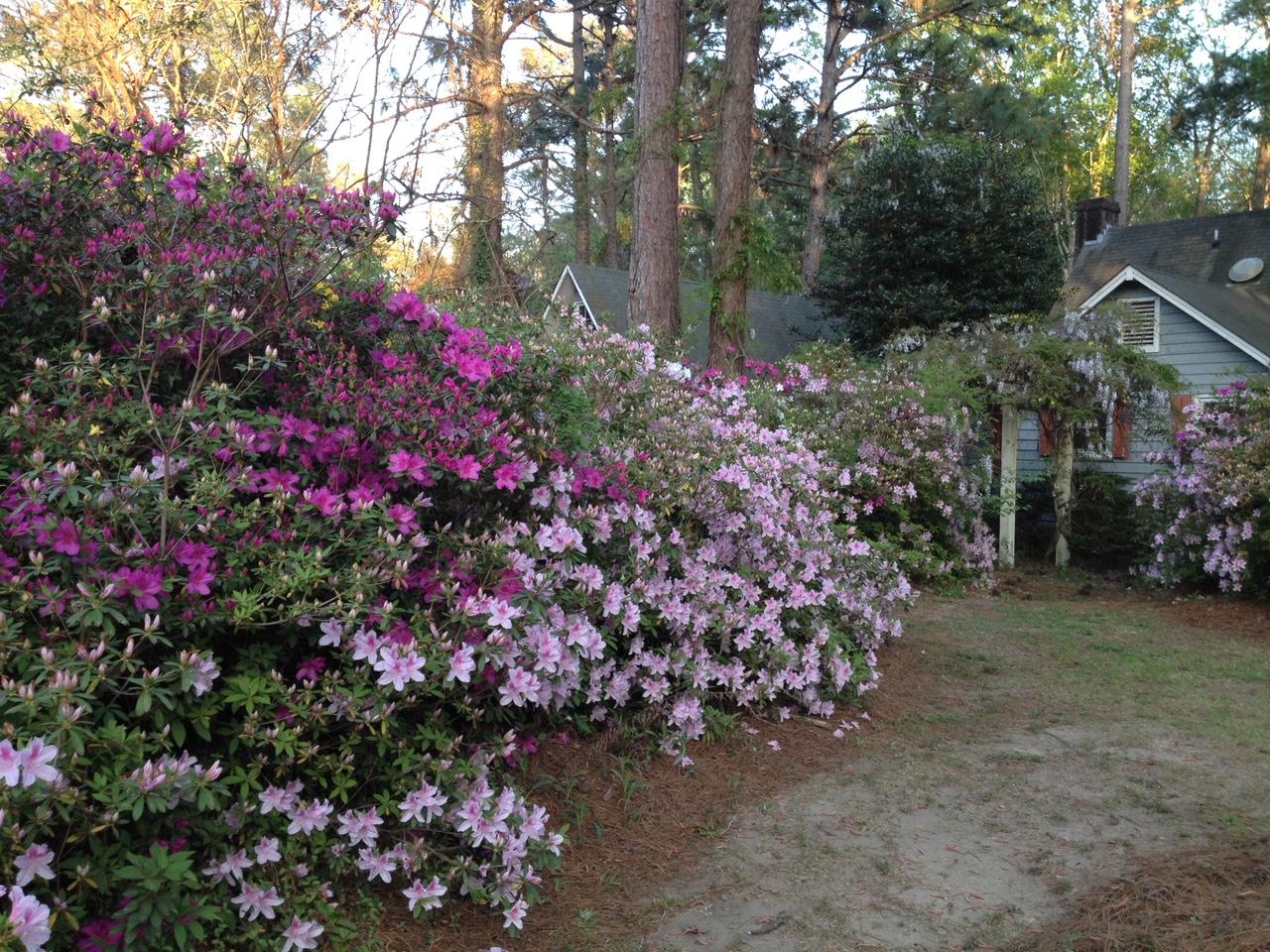 830 West Carolina Road McClellanville, SC 29458 - Photo 26 of 31 27-Azaleas
