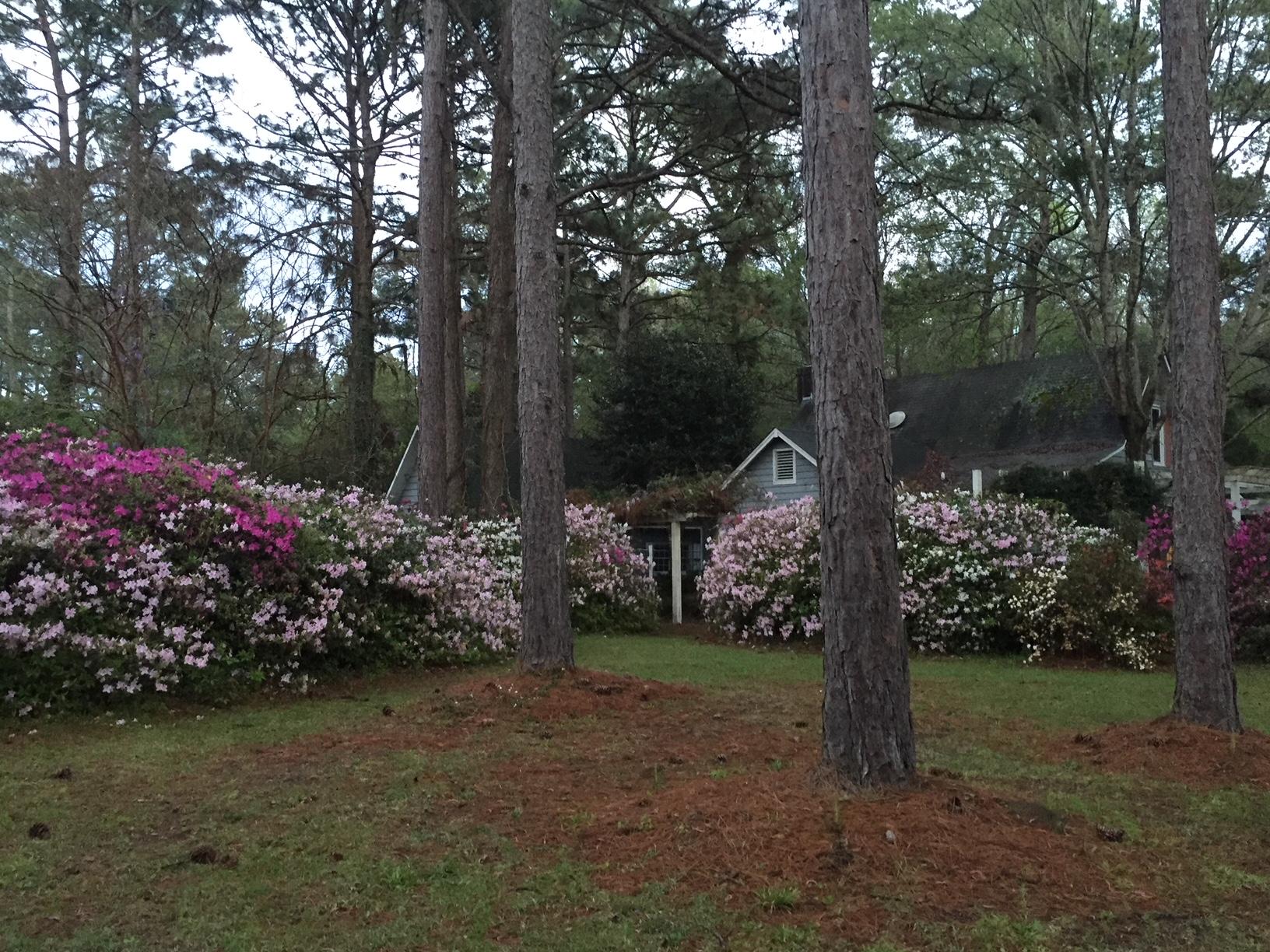 830 West Carolina Road McClellanville, SC 29458 - Photo 27 of 31 28-Azaleas