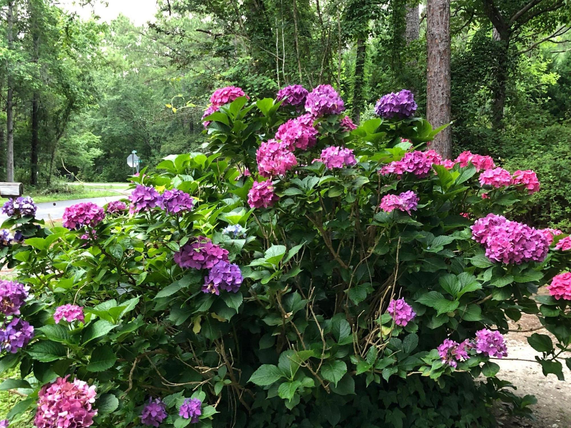 830 West Carolina Road McClellanville, SC 29458 - Photo 29 of 31 30-Hydrangias