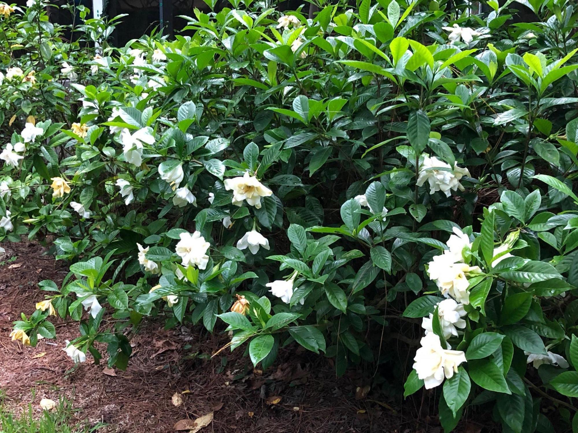 830 West Carolina Road McClellanville, SC 29458 - Photo 30 of 31 31-Gardenias