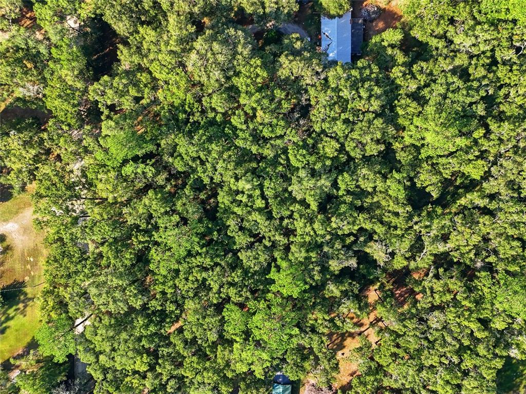 0 Northeast 40th Street Williston, FL 32696 - Photo 6 of 10 a picture of a tree