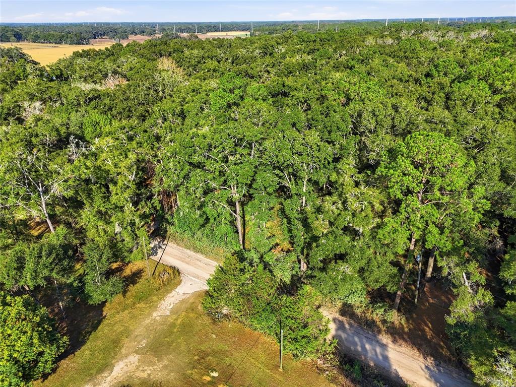 0 Northeast 40th Street Williston, FL 32696 - Photo 7 of 10 a view of a yard with a tree