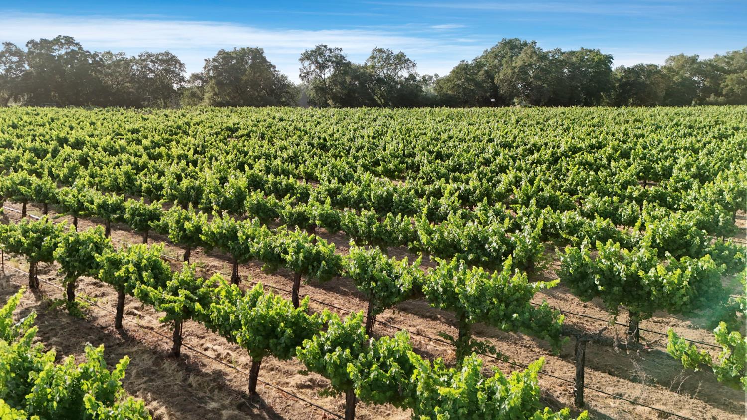 18050 North Tretheway Road Lodi, CA 95240 - Photo 3 of 37 a view of a field with a tree