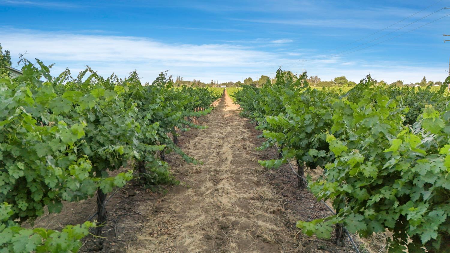 18050 North Tretheway Road Lodi, CA 95240 - Photo 10 of 37 a view of a large yard with lots of green space