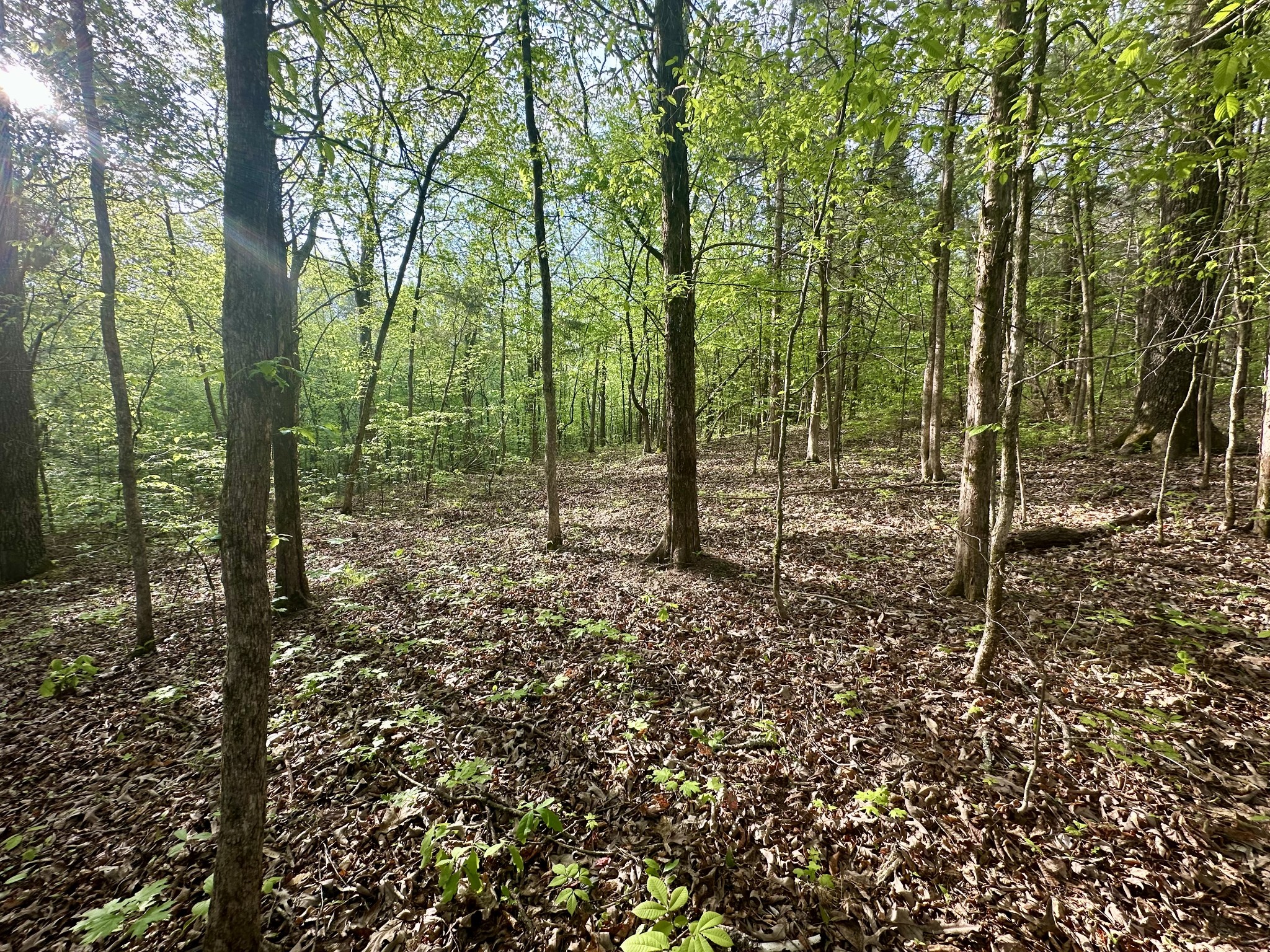 828 McCord Hollow Road Hohenwald, TN 38462 - Photo 9 of 35 a view of a forest with trees