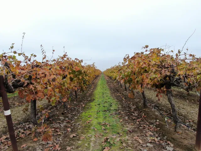 a view of a bunch of trees
