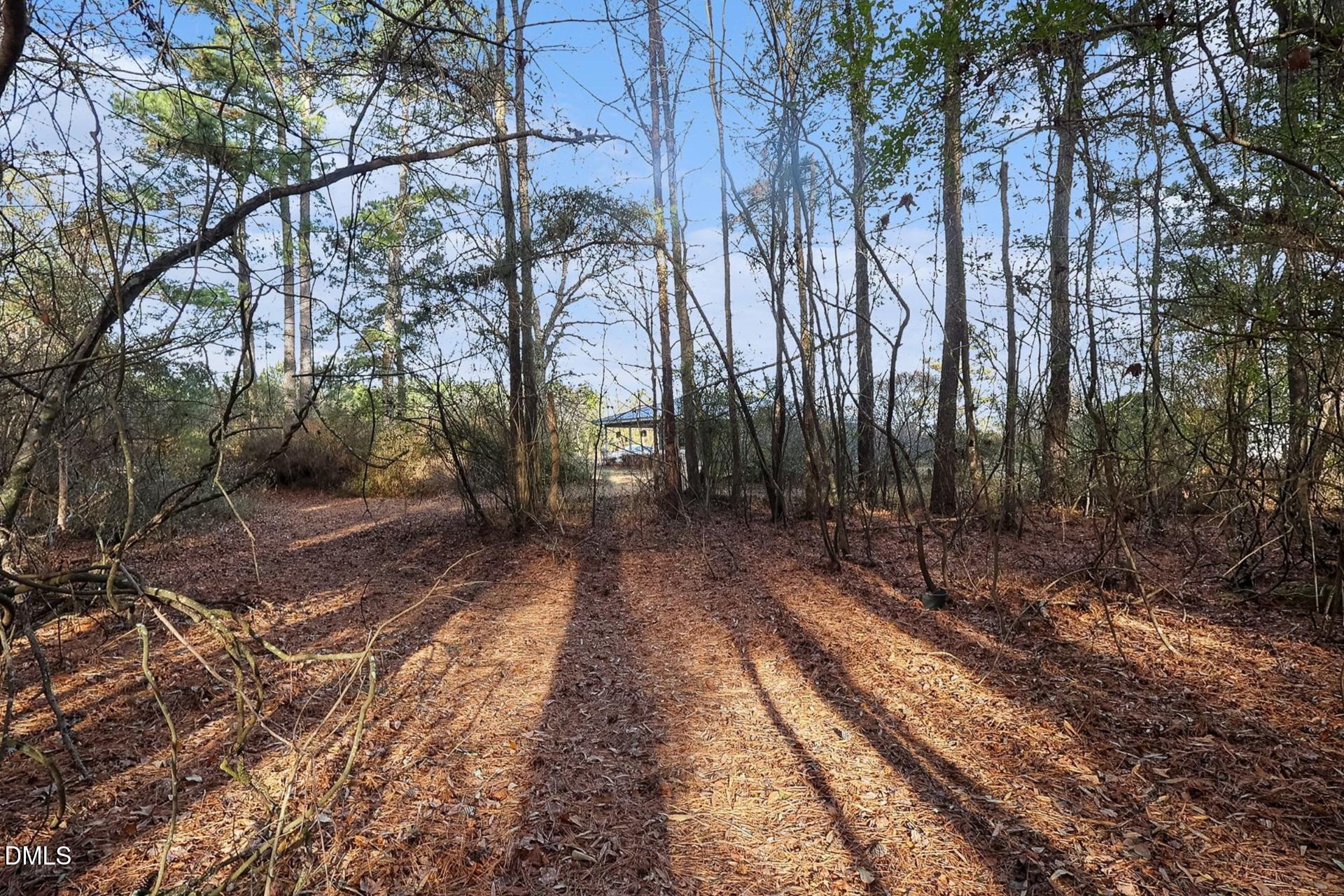 0 Fann School Road Salemburg, NC 28385 - Photo 2 of 7 a view of a yard with plants and trees