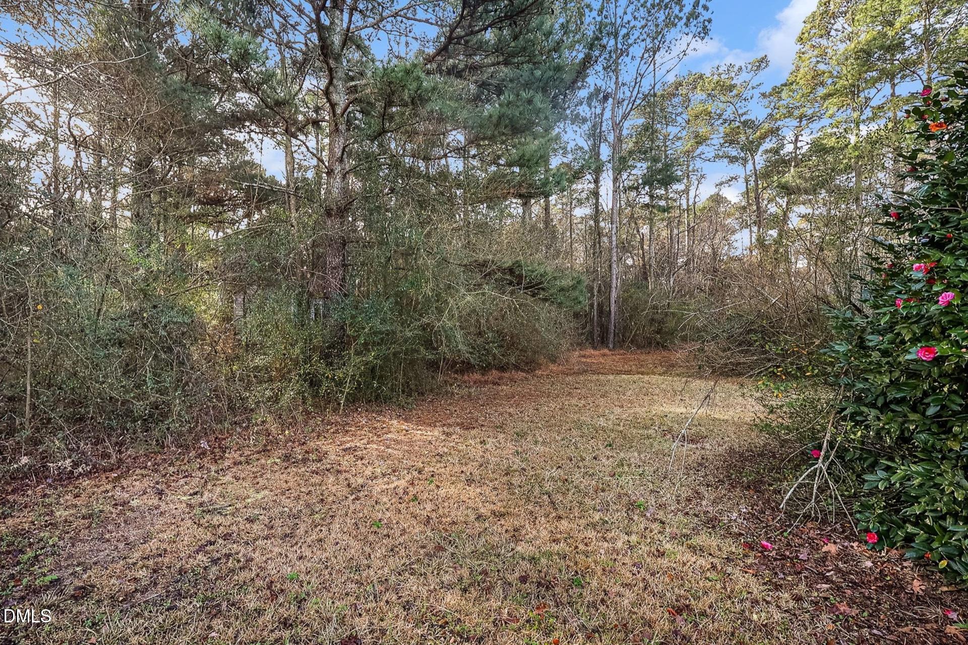 0 Fann School Road Salemburg, NC 28385 - Photo 5 of 7 a view of a forest with trees in the background