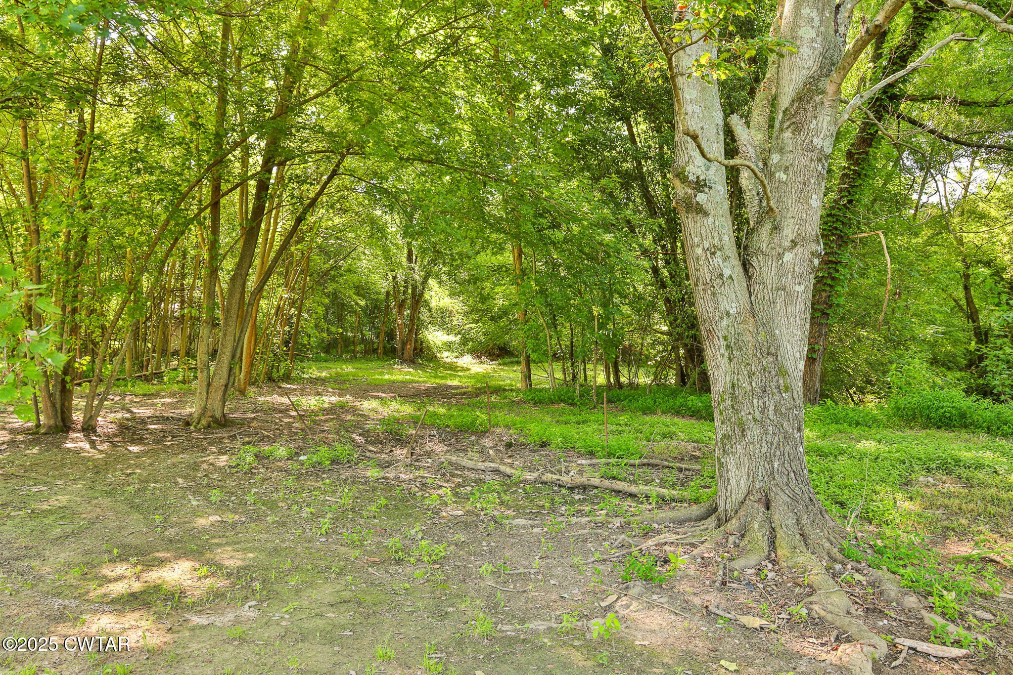 1968 Ralston Road Martin, TN 38237 - Photo 43 of 54 a view of a yard with a tree
