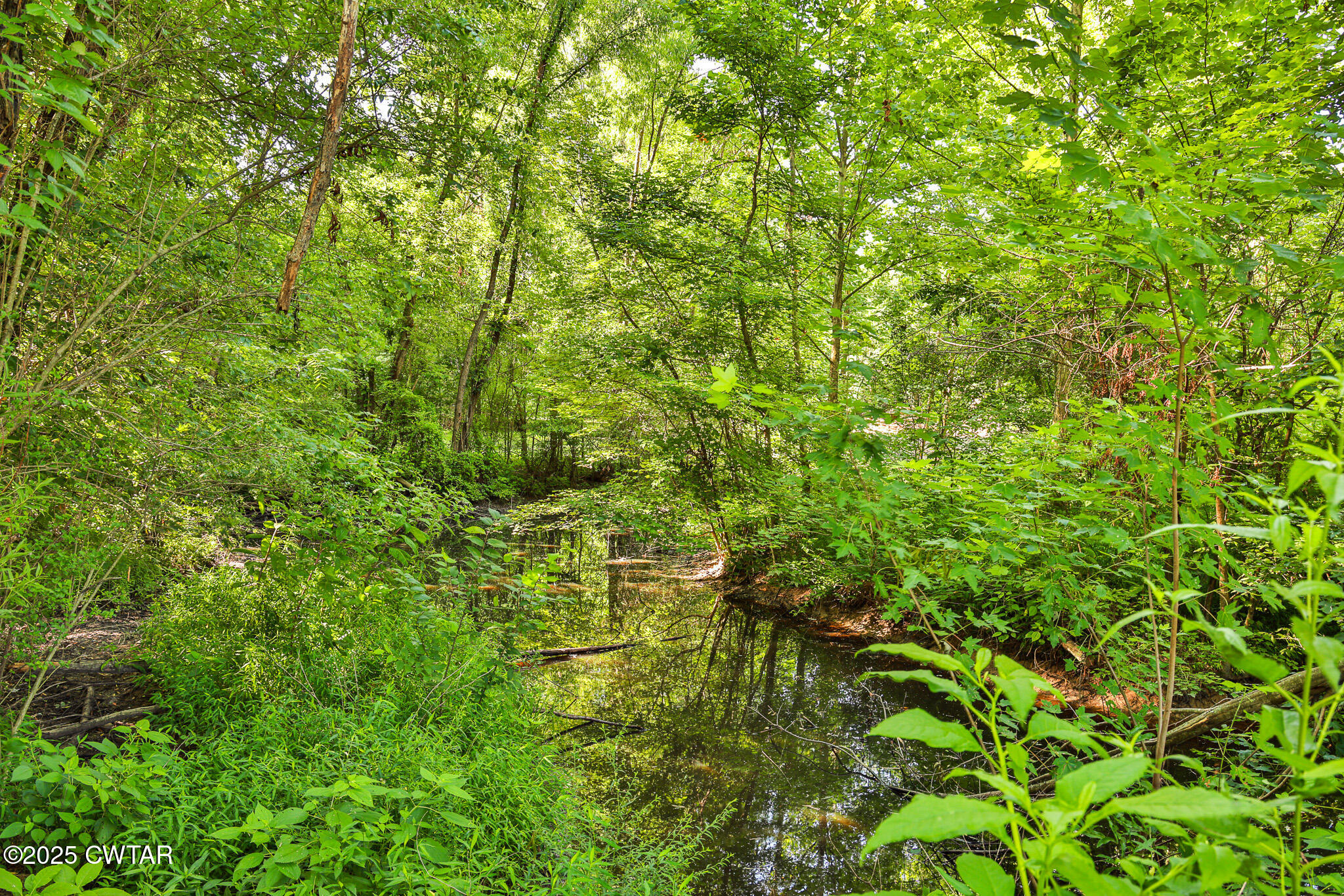 1968 Ralston Road Martin, TN 38237 - Photo 44 of 54 a view of a lush green forest