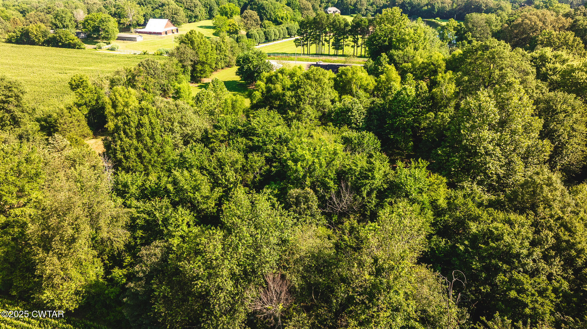 1968 Ralston Road Martin, TN 38237 - Photo 54 of 54 a view of a large yard with plants and large trees