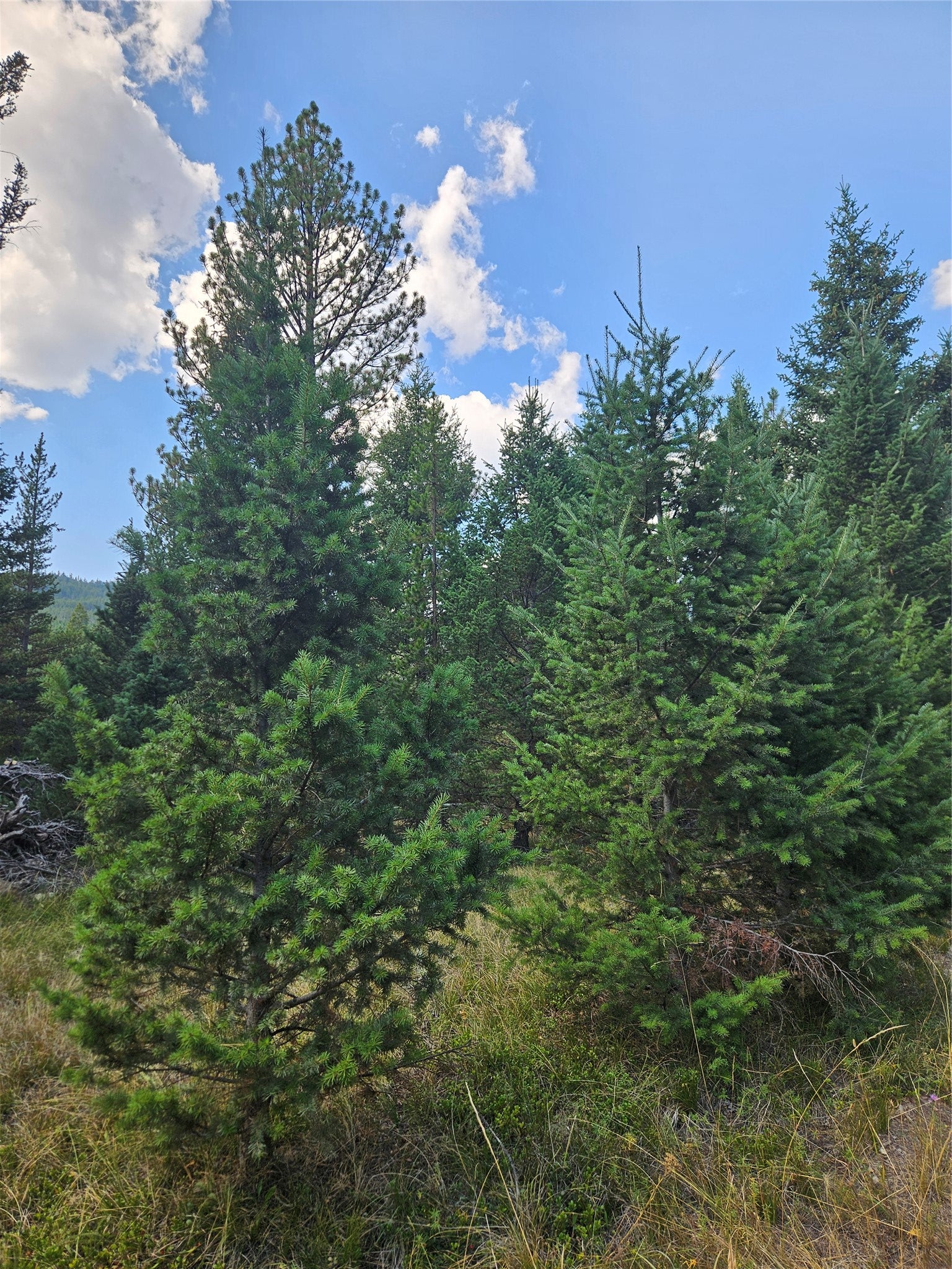 8880 Elk Trail Loop Lincoln, MT 59639 - Photo 46 of 55 Gallery Image 46
