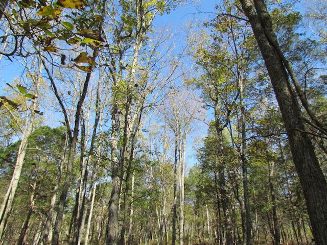 5 Cainsville Road Lebanon, TN 37090 - Photo 5 of 6