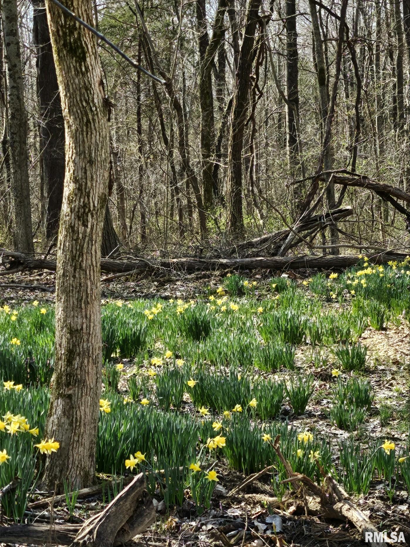 5504 Marion Road Metropolis, IL 62960 - Photo 2 of 45