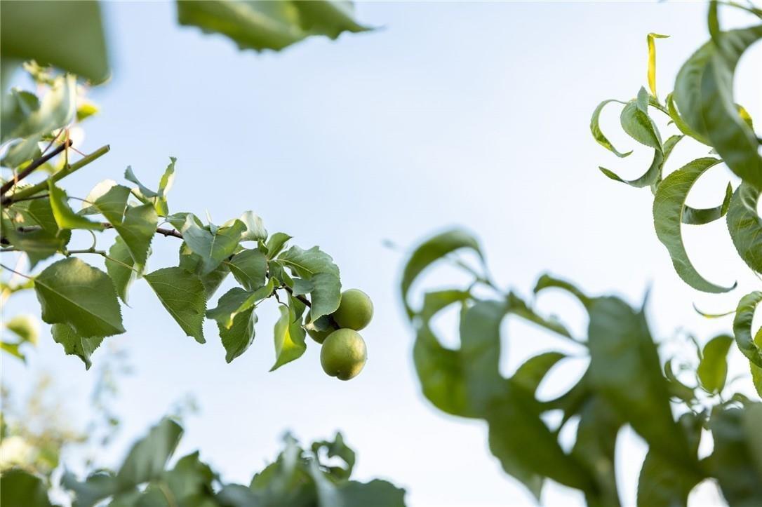 32057 River Knolls Road Coarsegold, CA 93614 - Photo 21 of 73 a view of plant
