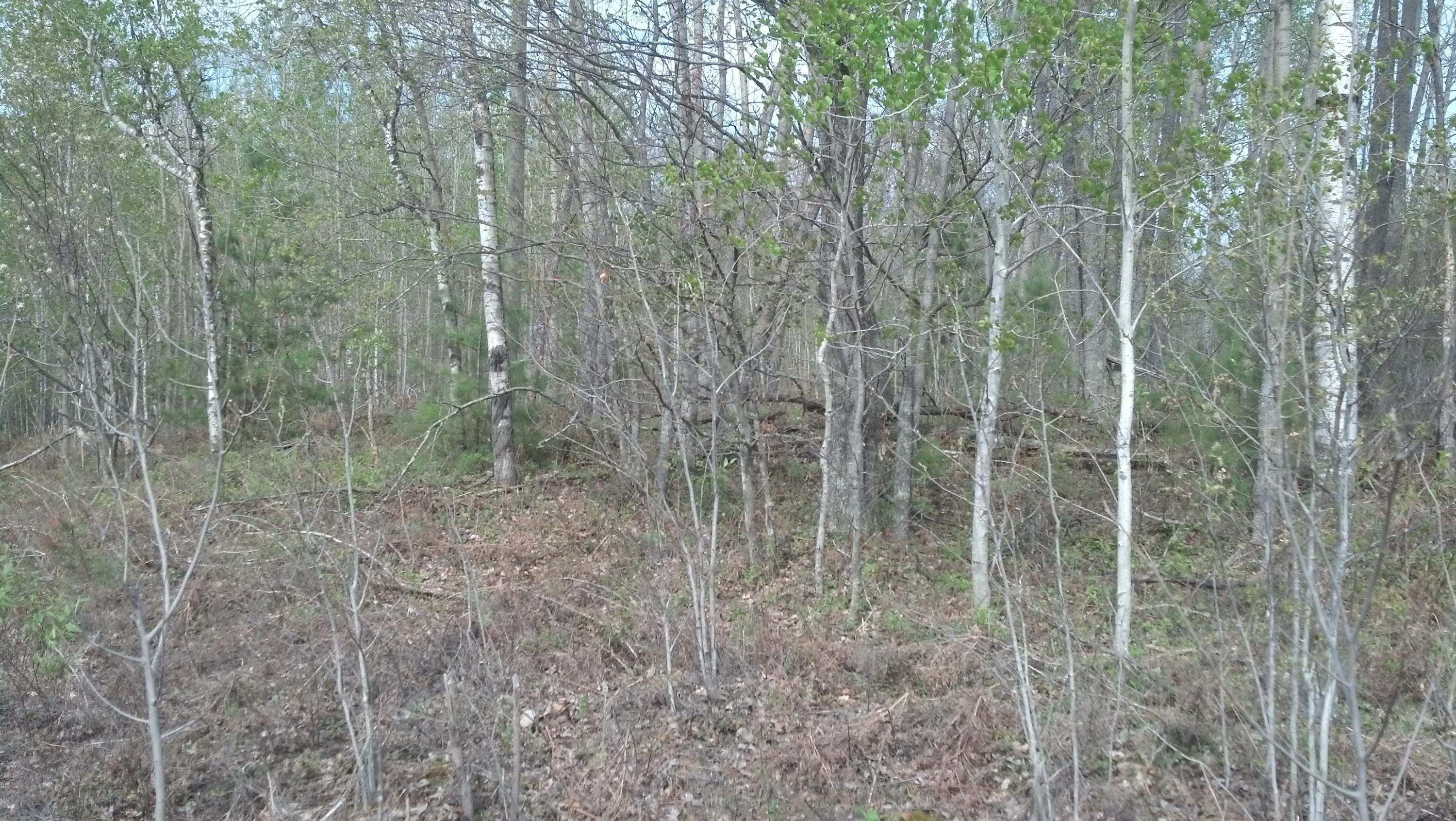 0 North Weaver Road Fairview, MI 48621 - Photo 5 of 6 Gallery Image 5