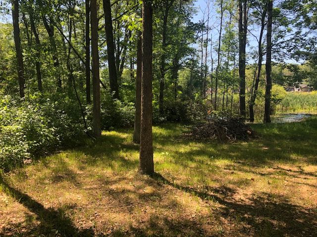 Lot 10 Jose Lake Road Hale, MI 48739 - Photo 4 of 17 1876745-3.JPG