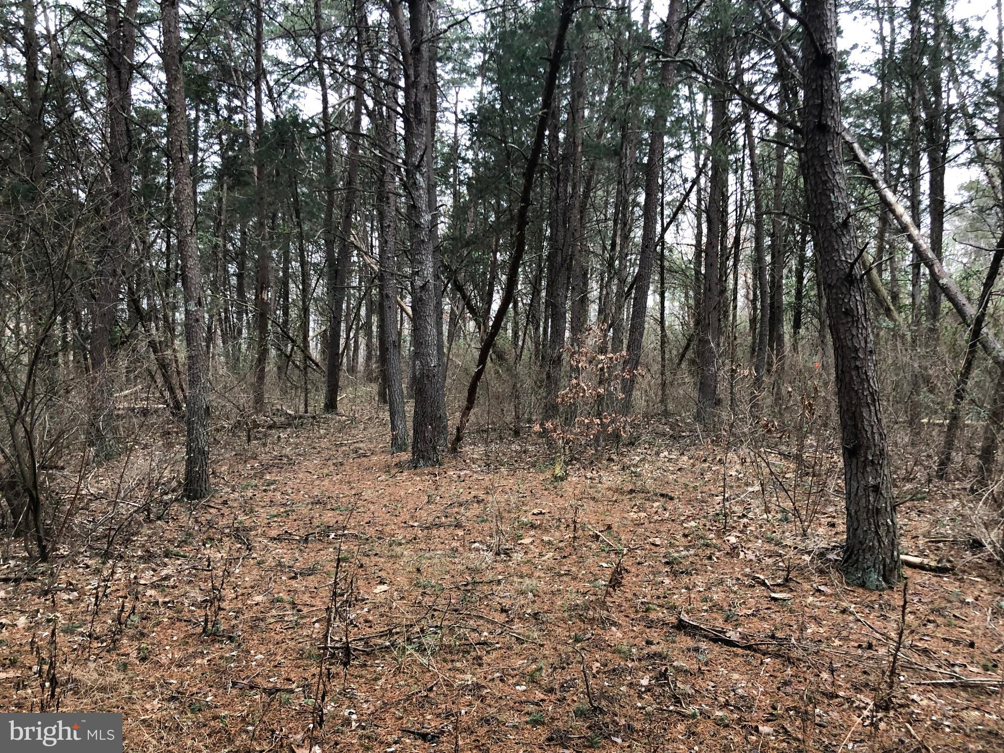 Guard Road Middletown, VA 22645 - Photo 2 of 19 a view of a forest filled with trees