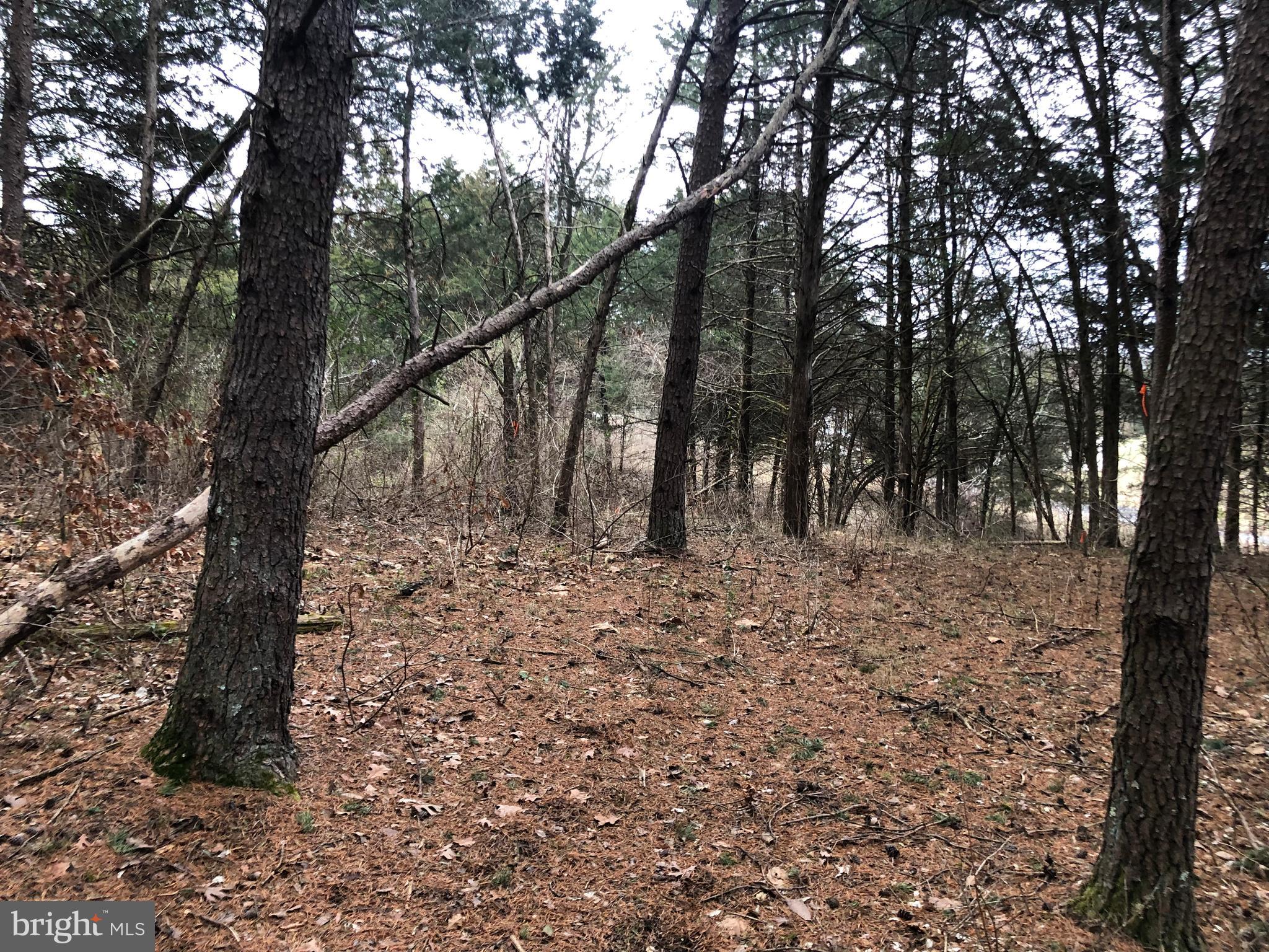 Guard Road Middletown, VA 22645 - Photo 12 of 19 a view of outdoor space with lots of trees