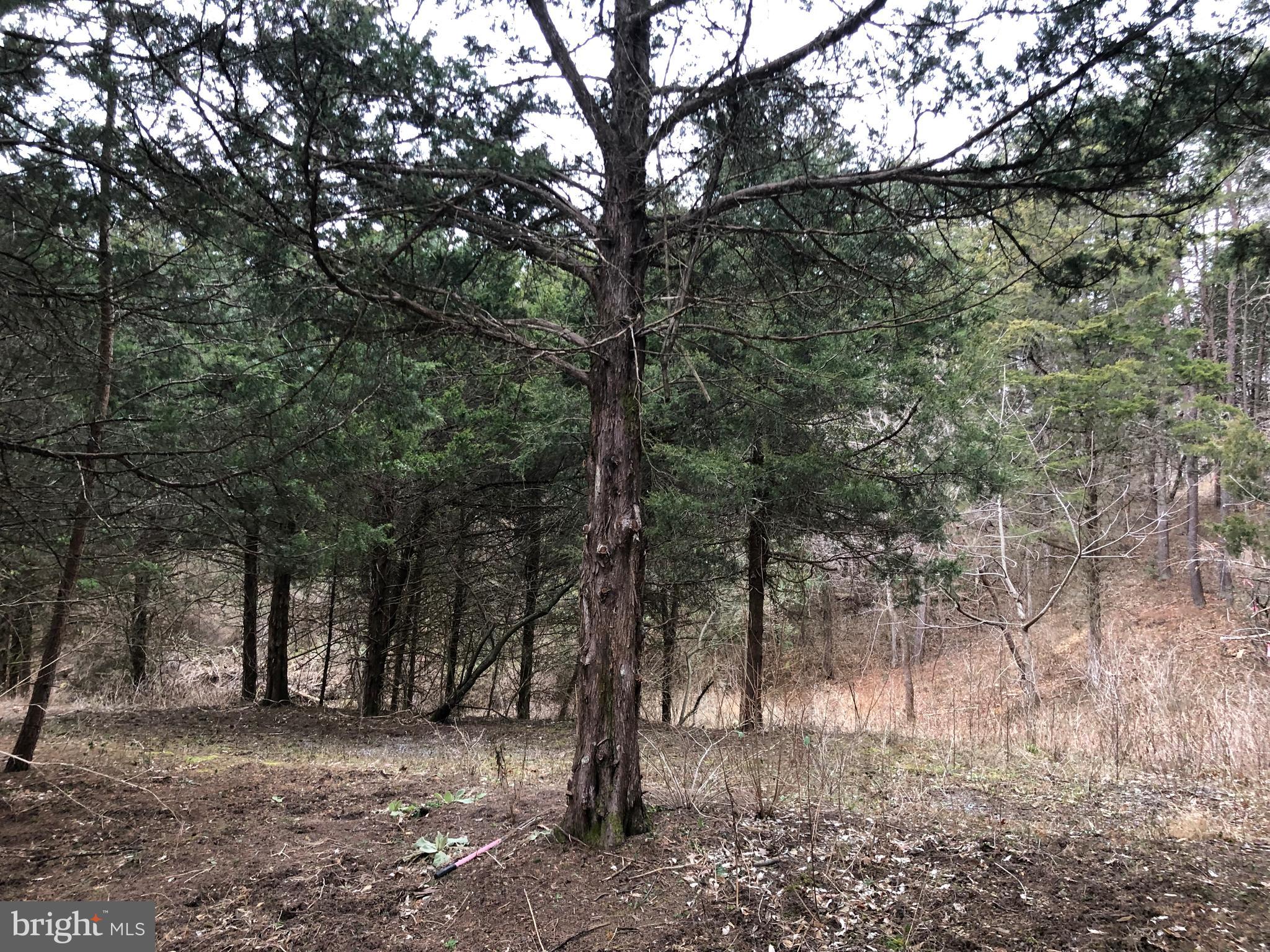 Guard Road Middletown, VA 22645 - Photo 14 of 19 a view of a forest with trees in the background