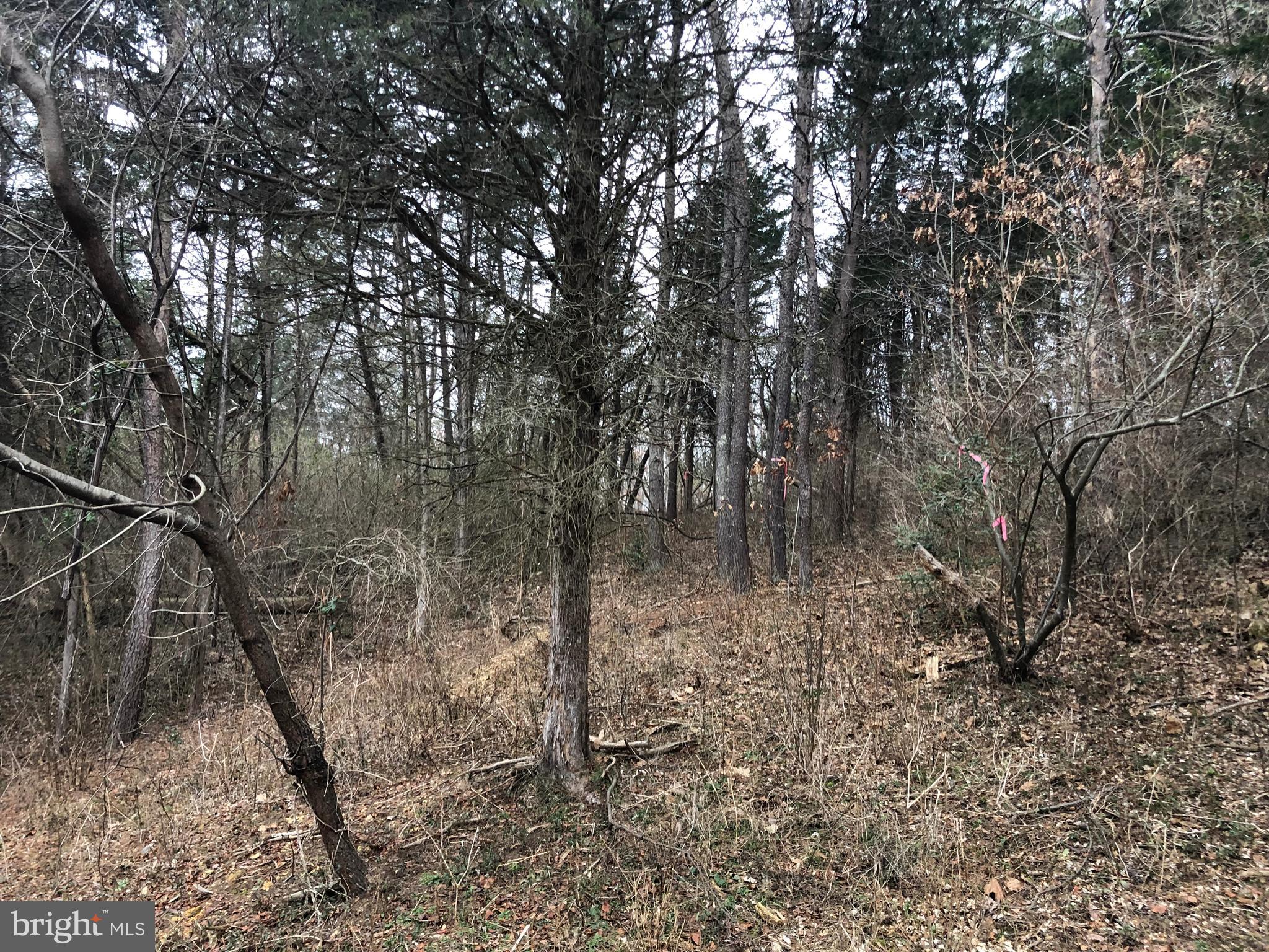 Guard Road Middletown, VA 22645 - Photo 16 of 19 a view of a forest with trees in the background