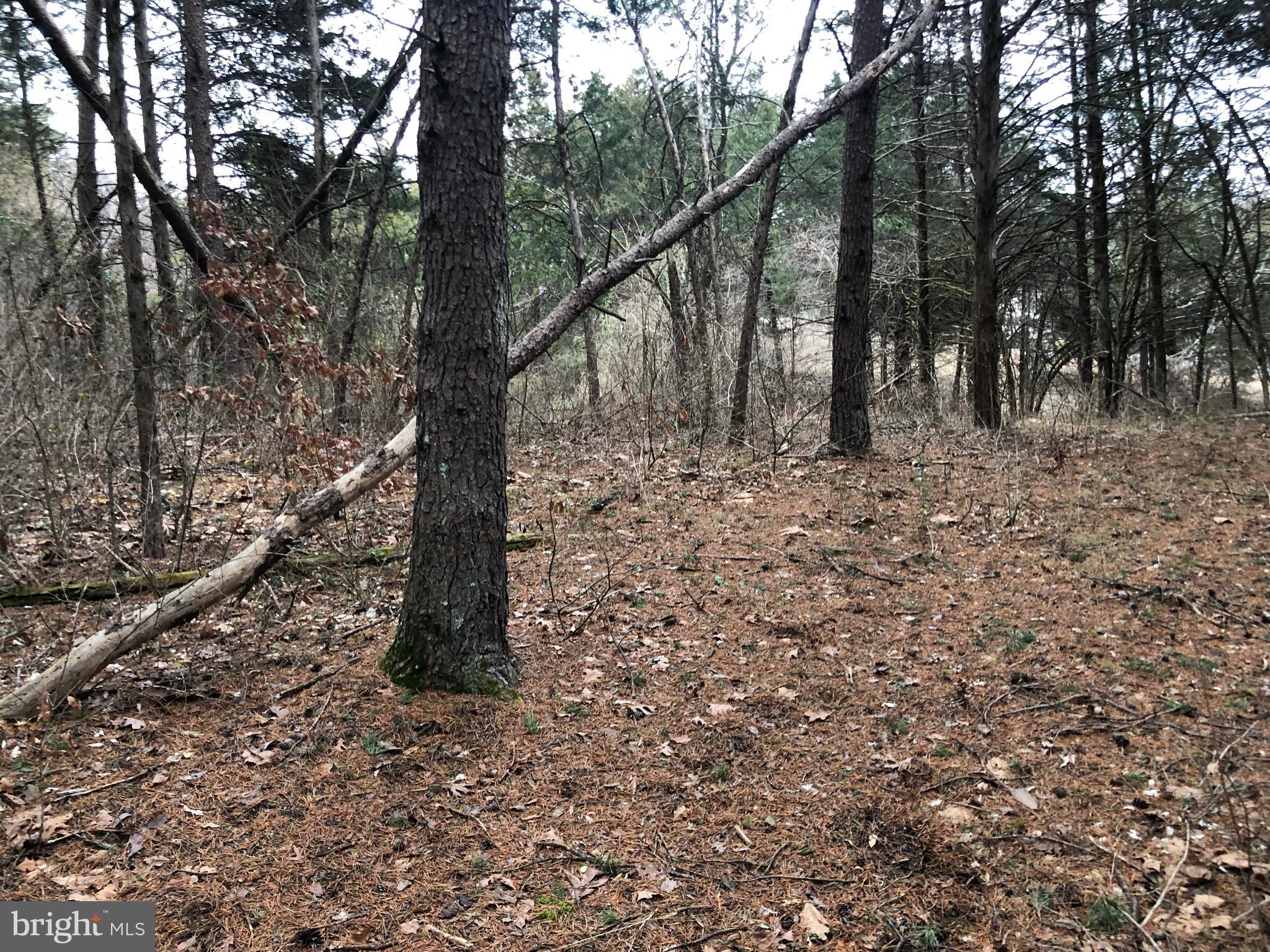 Guard Road Middletown, VA 22645 - Photo 3 of 19 a view of a forest with trees