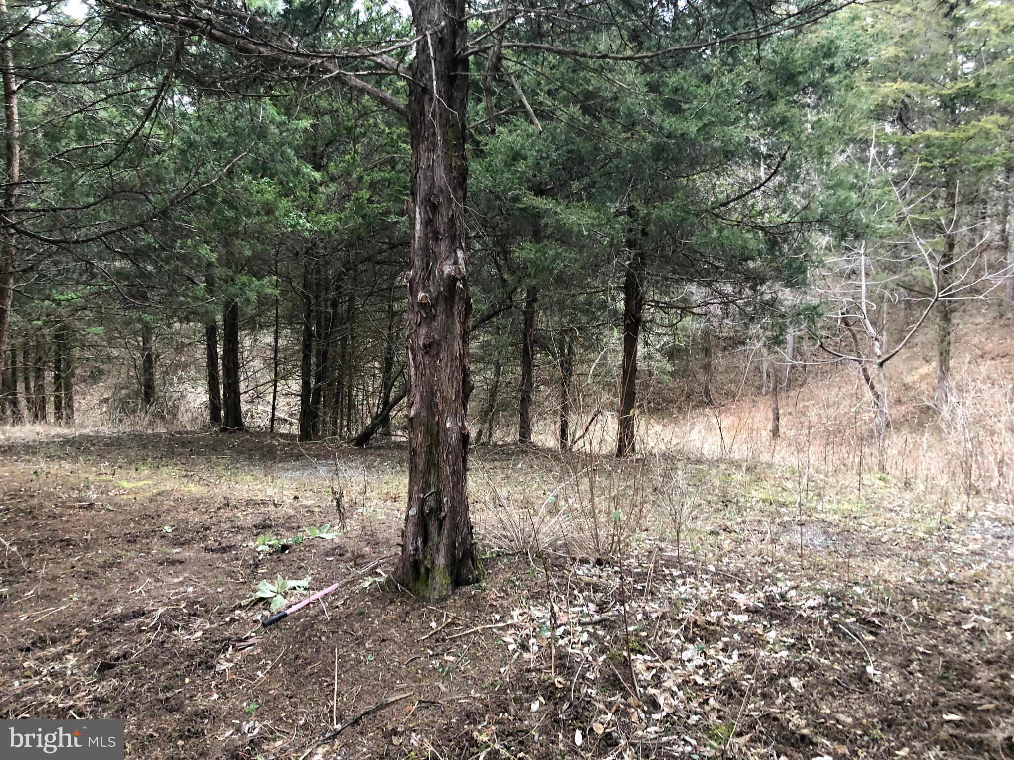 Guard Road Middletown, VA 22645 - Photo 5 of 19 a view of a forest filled with trees