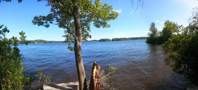 a view of a yard with plants and trees