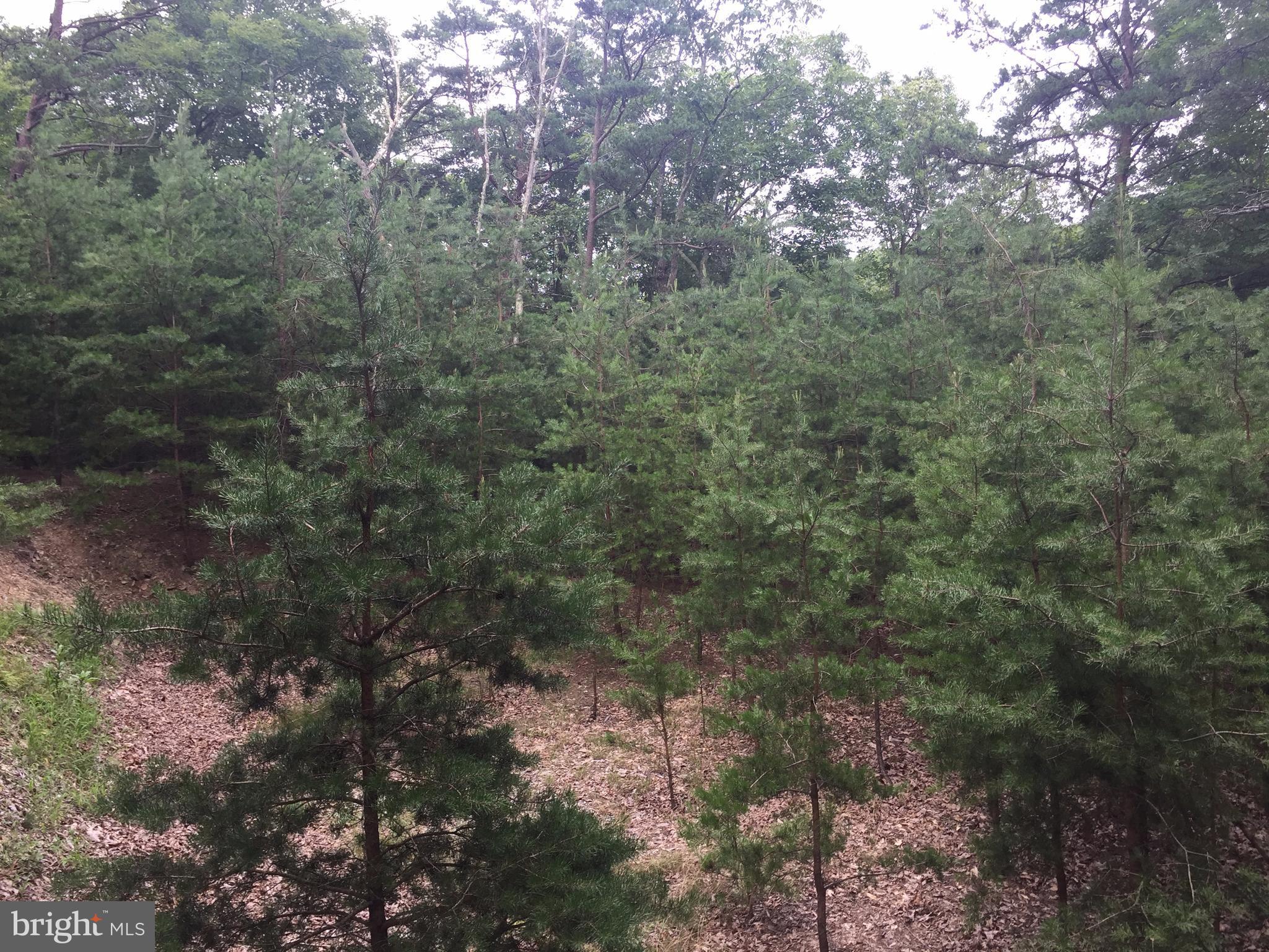 Deer Run Road Berkeley Springs, WV 25411 - Photo 11 of 14 a view of a forest with lots of trees
