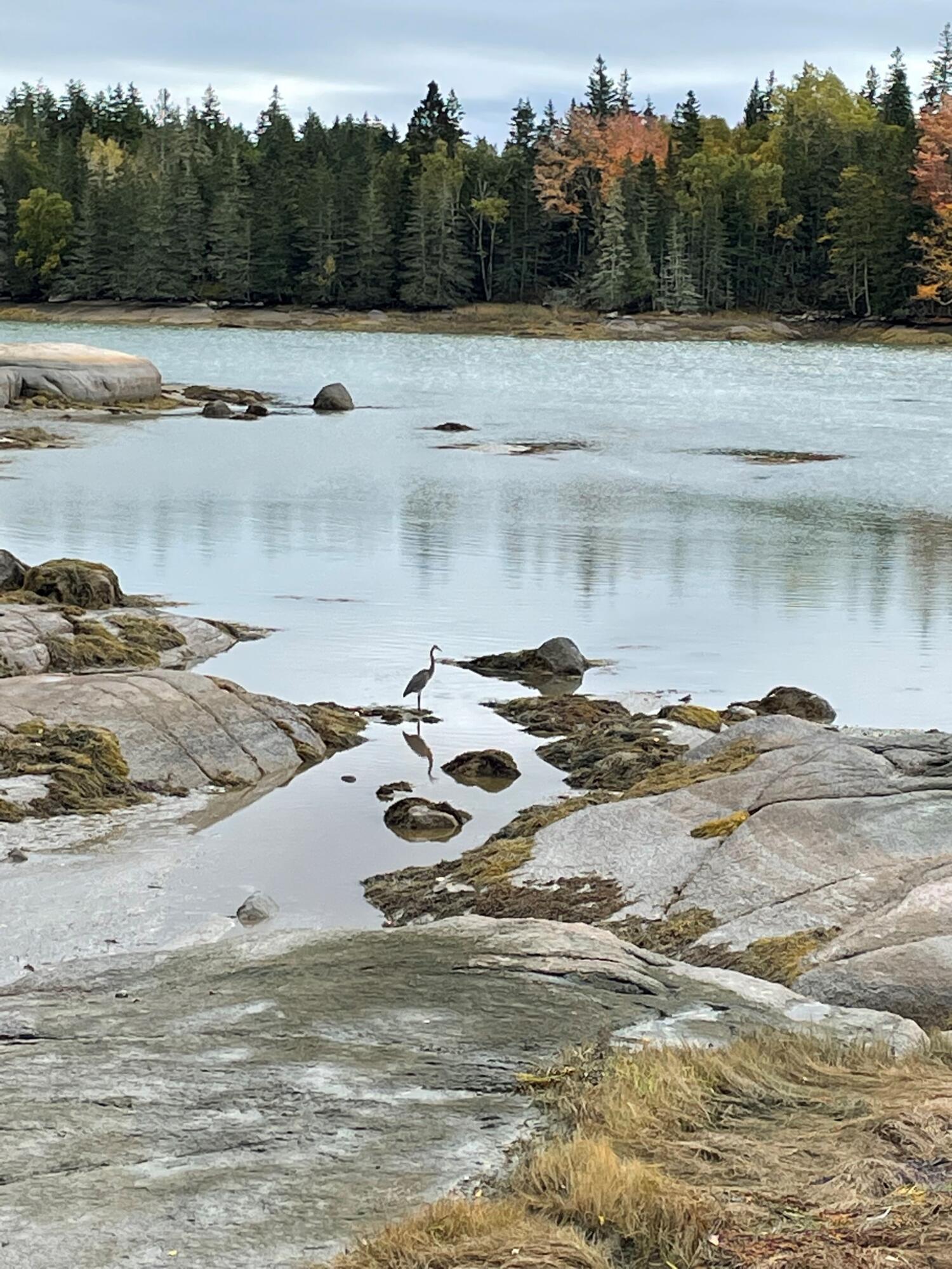 349 Oceanville Road Stonington, ME 04681 - Photo 4 of 16 Great Blue Heron at work.