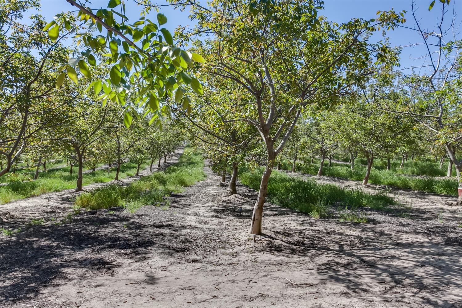 14954 Tim Bell Road Waterford, CA 95386 - Photo 19 of 28 a view of a forest