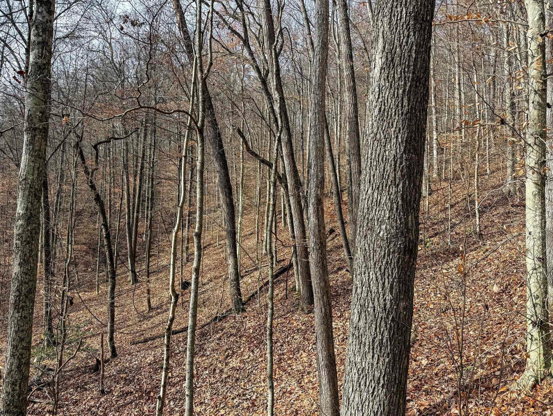797 Big Elk Road Wallace, WV 26448 - Photo 2 of 46 Gallery Image 2