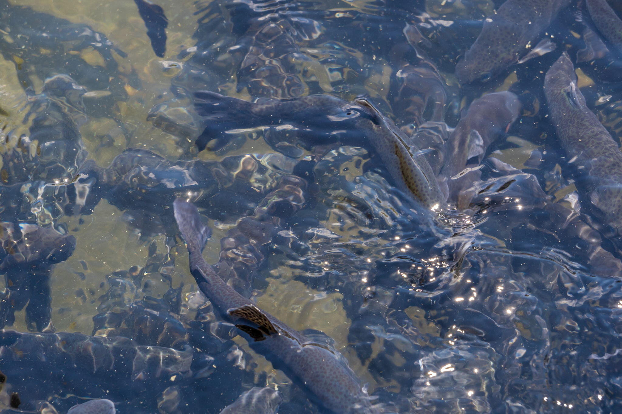 17 Olivia Court, Unit 102A Reeds Spring, MO 65737 - Photo 133 of 158 STATE PARK MARINA AND FISH HATCHERY (10